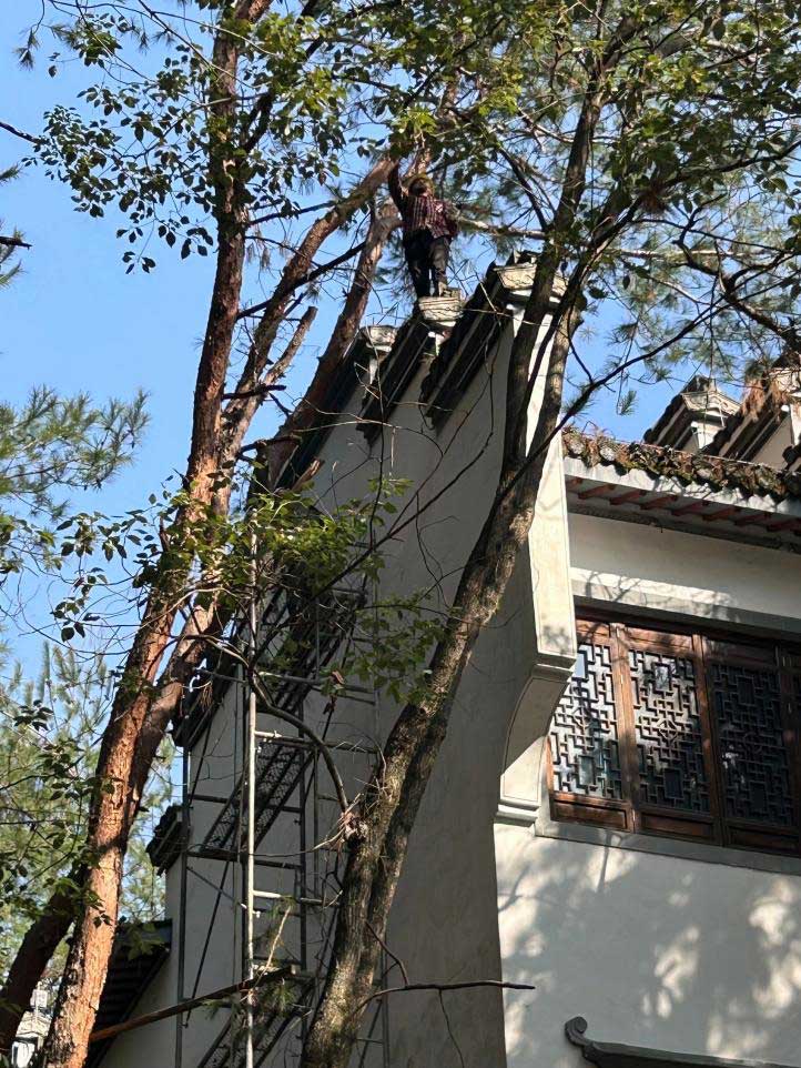排除隱患，國(guó)資公司砍樹(shù)解民憂